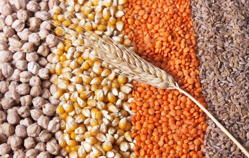 Colourful grains are together in forms of stripe with a wheat spica. Colourful grains are together in forms of stripe with a wheat spica