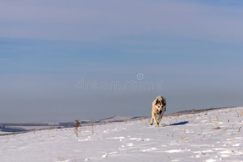 Körning för vinter för hundbergsnö arkivbild Körning för vinter för hundbergsnö arkivbild