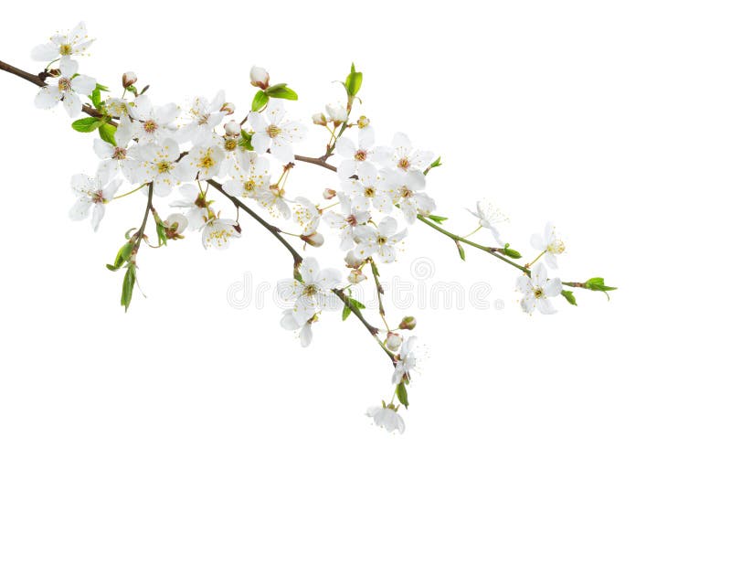 Körsbär i blomningen som isoleras på vit bakgrund royaltyfri bild