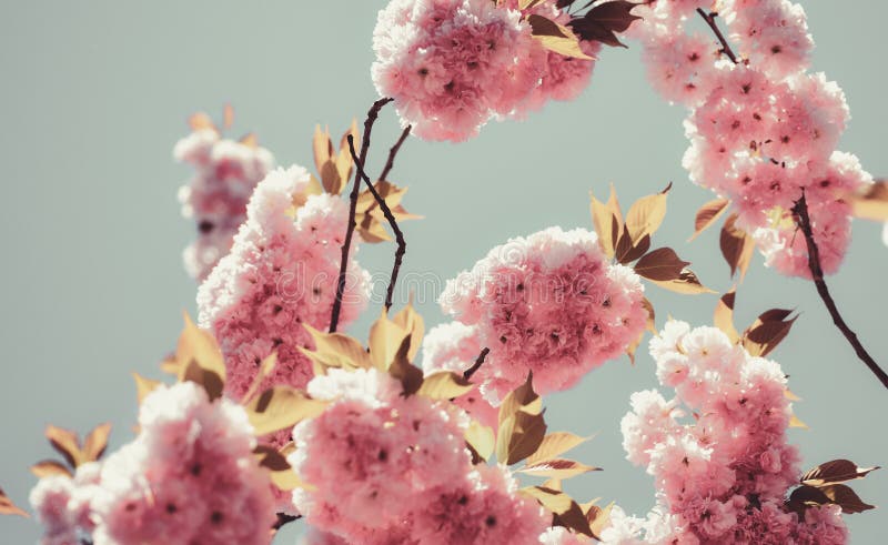 Körsbärsblomma. vacker abstrakt fyr vårbakgrund. grenar av blommande aprikosmmakro med mjuk royaltyfri bild