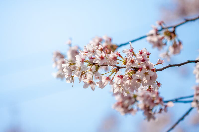 Cherry blossoms at night in Busan, South Korea. korea, scenery, beautiful. Cherry blossoms at night in Busan, South Korea. korea, scenery, beautiful