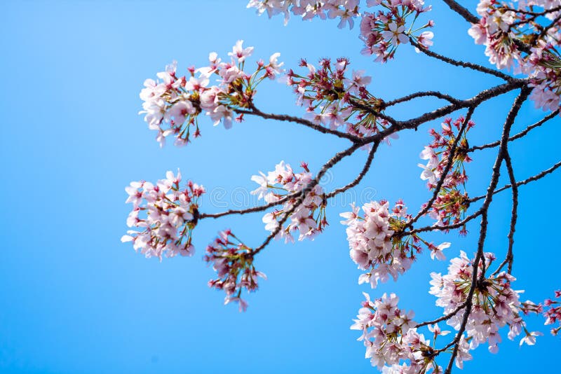 Cherry blossoms at night in Busan, South Korea. korea, scenery, beautiful. Cherry blossoms at night in Busan, South Korea. korea, scenery, beautiful