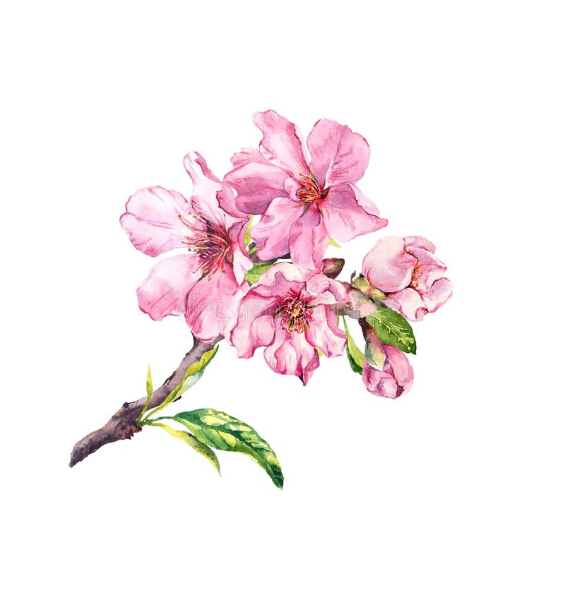 Körsbärsröd blomma filial Körsbär sakura, mandelblommor, äppleblomning Den blom- våren fattar, vattenfärg stock illustrationer