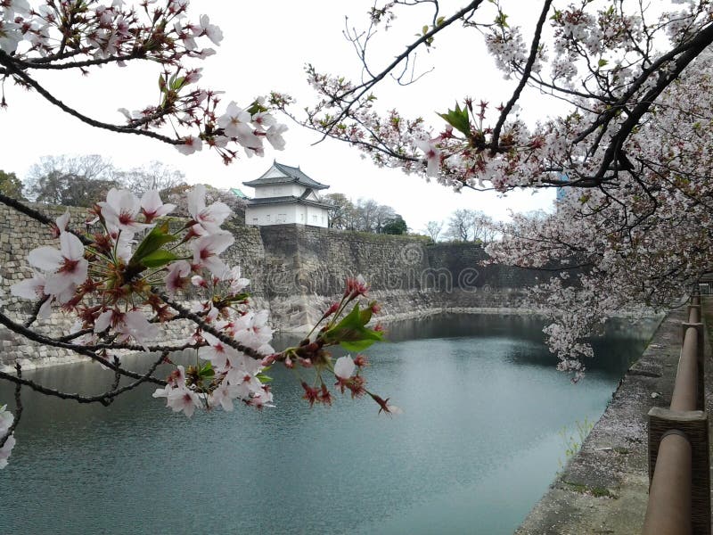 Körsbärsröd blomning, japansk blomningkörsbär med slotten royaltyfria foton Körsbärsröd blomning, japansk blomningkörsbär med slotten royaltyfria foton