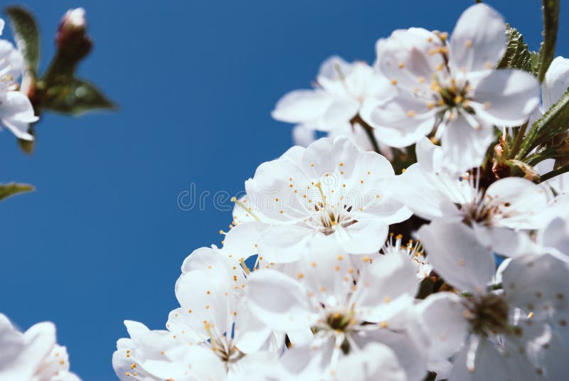 Körsbärsröd blomning, sakura blommor som isoleras på blå bakgrund Cherr royaltyfria bilder Körsbärsröd blomning, sakura blommor som isoleras på blå bakgrund Cherr royaltyfria bilder