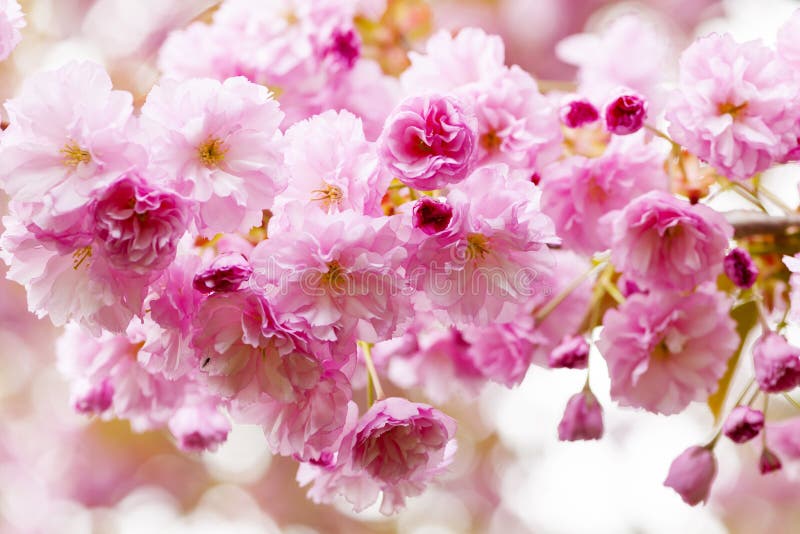 Körsbärsröda blomningar på körsbärsrött träd för vår royaltyfri foto Körsbärsröda blomningar på körsbärsrött träd för vår royaltyfri foto