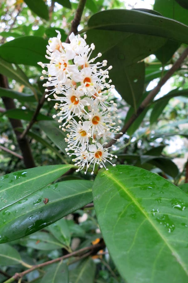 Körsbärsrött lager eller gemensamt lager (Prunuslaurocerasusen) royaltyfri bild Körsbärsrött lager eller gemensamt lager (Prunuslaurocerasusen) royaltyfri bild