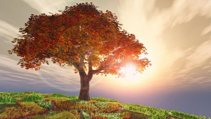 Körsbärsrött träd för höst på kullen mot solen