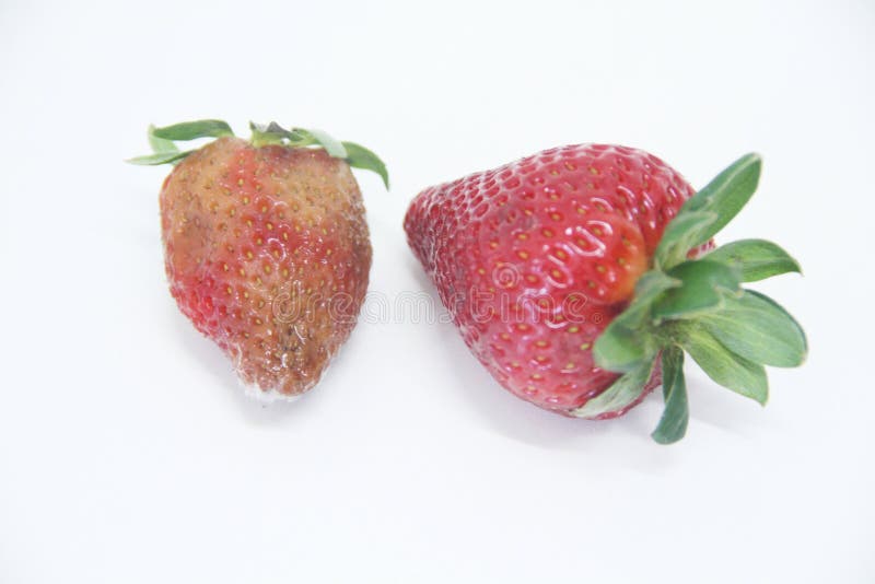 Köstliches gesundes Sao Paulo Brazil Frucht der Erdbeernahrungsmittellandwirtschaft lokalisiertes Form stockfoto Köstliches gesundes Sao Paulo Brazil Frucht der Erdbeernahrungsmittellandwirtschaft lokalisiertes Form stockfoto