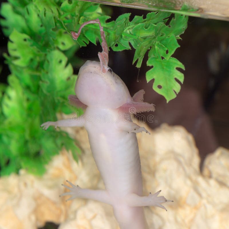 Pink axolotl eats meat in an aquarium. Pink axolotl eats meat in an aquarium