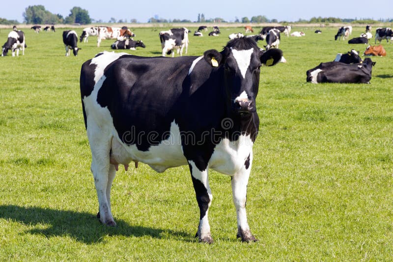 kühe stockfotos kühe stockfotos