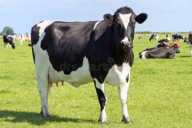 kühe stockfoto kühe stockfoto