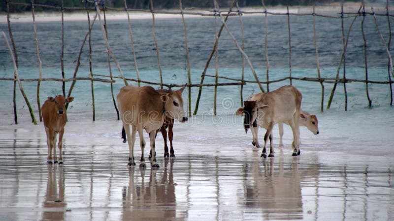 Kühe auf Bara Beach Bira Sulawesi lizenzfreie stockbilder Kühe auf Bara Beach Bira Sulawesi lizenzfreie stockbilder
