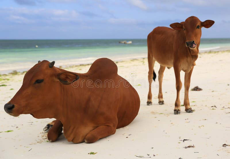 Kühe auf Ozeanstrand lizenzfreies stockfoto Kühe auf Ozeanstrand lizenzfreies stockfoto