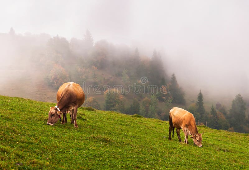 Kühe in den Alpen lizenzfreies stockbild Kühe in den Alpen lizenzfreies stockbild