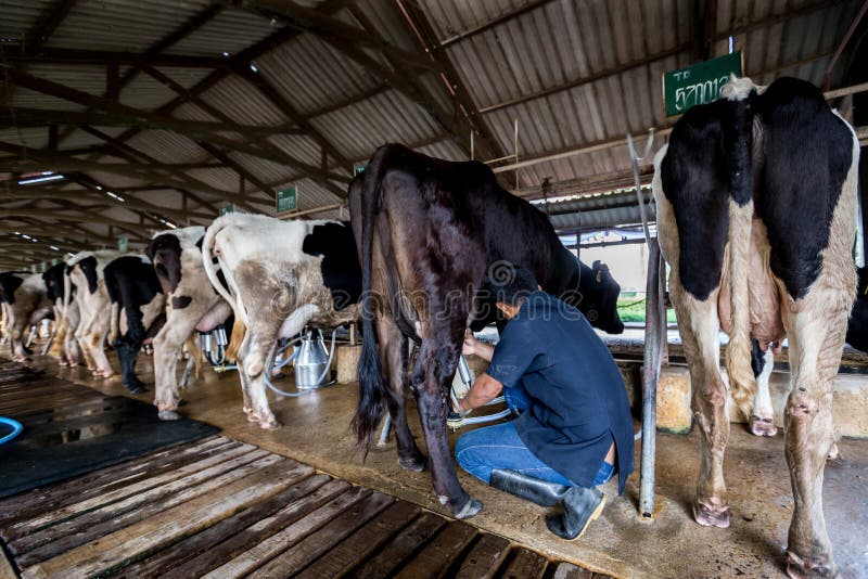 Kühe mit einem Mann milk in einer Molkerei stockfotos Kühe mit einem Mann milk in einer Molkerei stockfotos