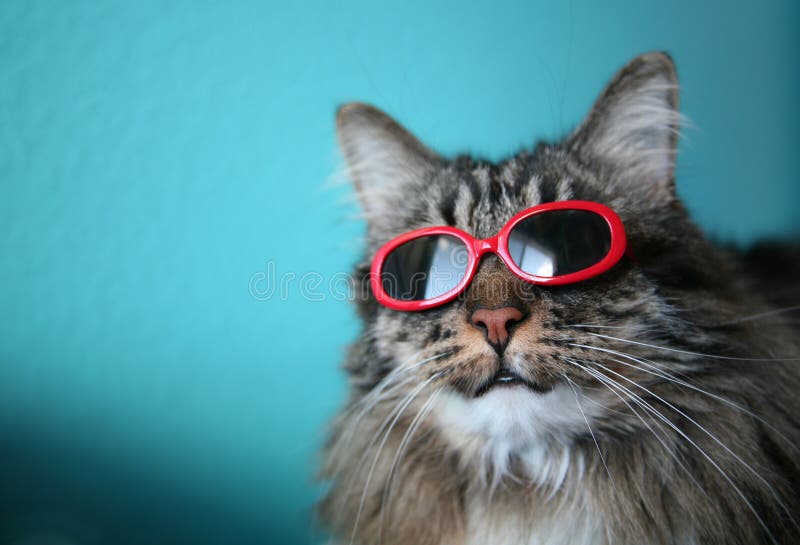 Kühle Katze mit Farbtönen lizenzfreies stockfoto Kühle Katze mit Farbtönen lizenzfreies stockfoto