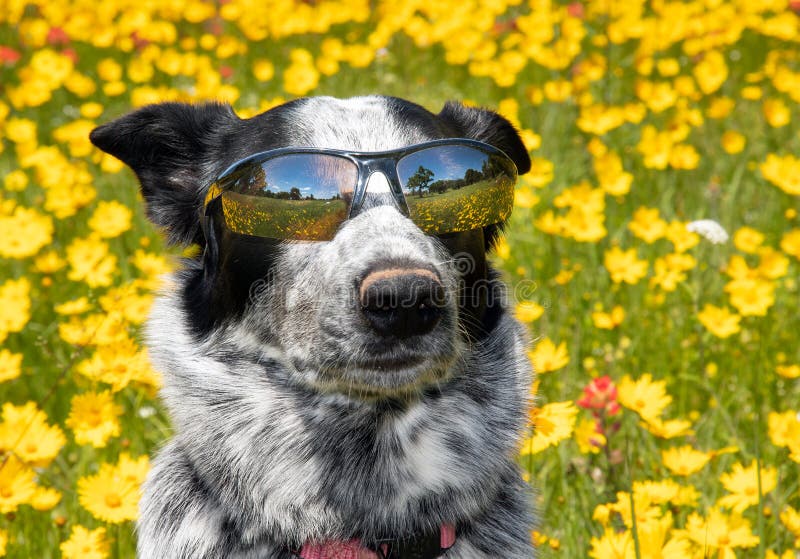 Kühler Schwarzweiss-Hundetragende Schatten an einem sonnigen Tag, lizenzfreies stockfoto Kühler Schwarzweiss-Hundetragende Schatten an einem sonnigen Tag, lizenzfreies stockfoto