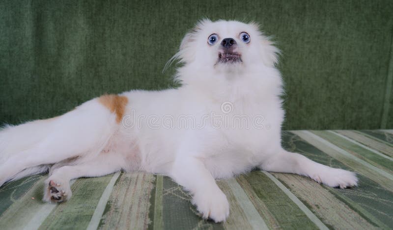 Kühler weißer flaumiger Hund, der auf einem grünen Sofa stillsteht Deutscher Spitz mit blauen Augen lizenzfreie stockfotografie Kühler weißer flaumiger Hund, der auf einem grünen Sofa stillsteht Deutscher Spitz mit blauen Augen lizenzfreie stockfotografie