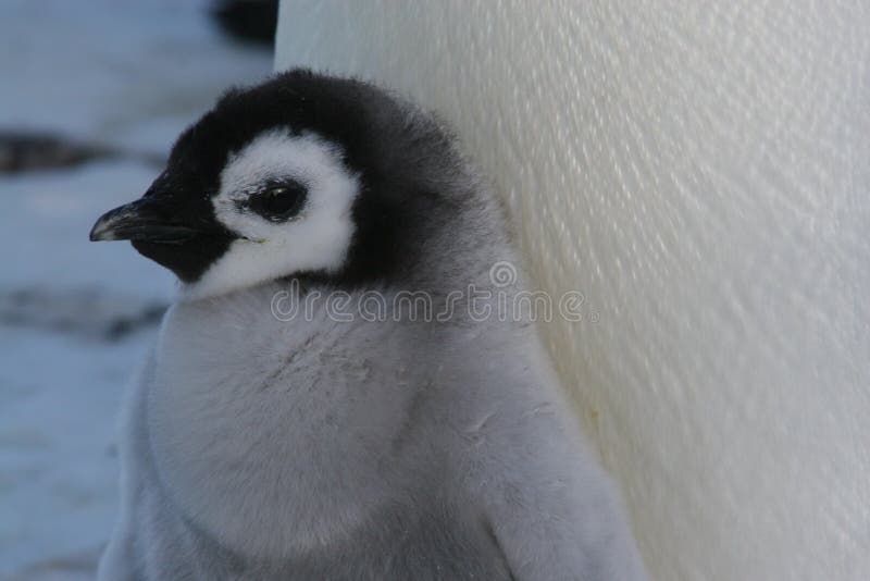 Chick (Season = November) Emperor penguin. Chick (Season = November) Emperor penguin