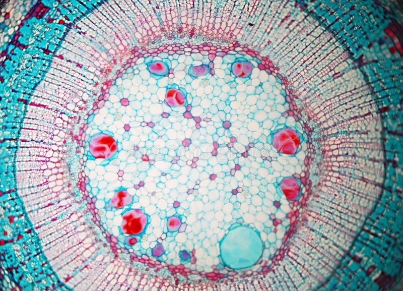 Künste der Zellen-Biologie Künste der Zellen-Biologie