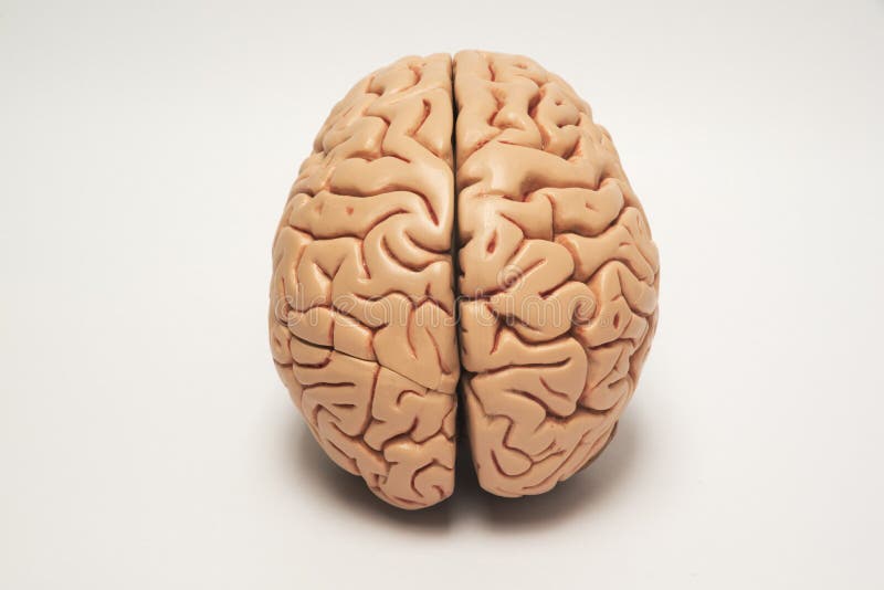 Künstliches Modell des menschlichen Gehirns