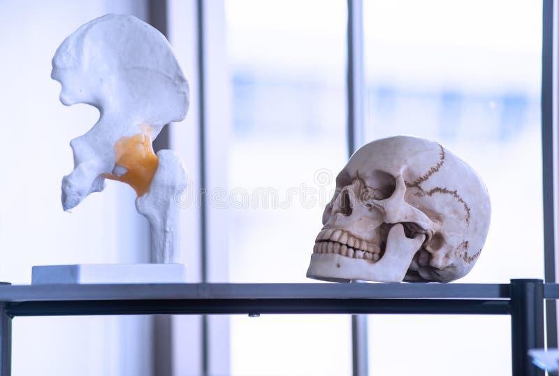Künstliches Skelett wie Schädel, Knochen und Zähne in den Colleges und im Hochschullabor lizenzfreies stockbild Künstliches Skelett wie Schädel, Knochen und Zähne in den Colleges und im Hochschullabor lizenzfreies stockbild