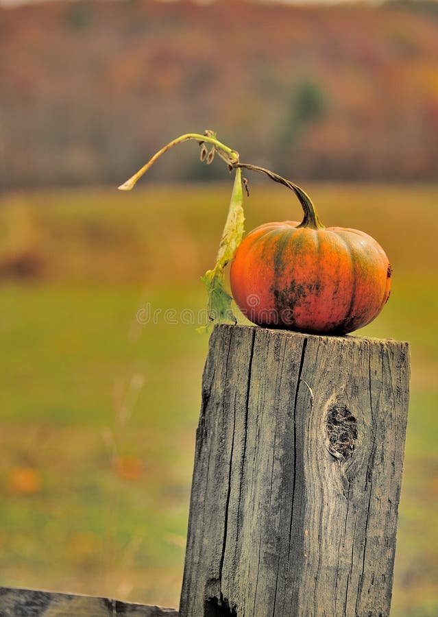 Part green pumpkin on a fence post at the farm on the edge of the field. Part green pumpkin on a fence post at the farm on the edge of the field.