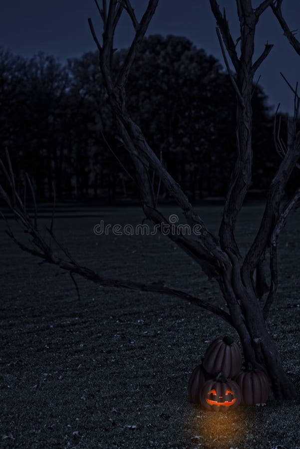 Kürbis von totem Baum stockfoto Kürbis von totem Baum stockfoto
