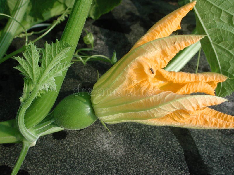 Kürbisblüte auf der Rebe lizenzfreies stockbild Kürbisblüte auf der Rebe lizenzfreies stockbild