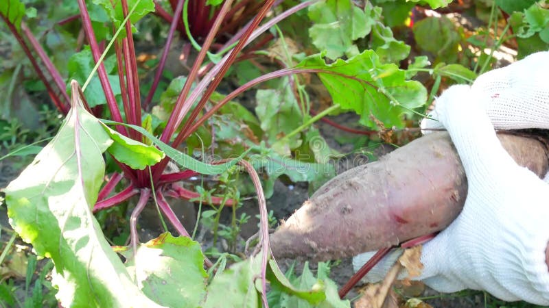 Kürzlich geerntete grüne Rote-Bete-Wurzeln Plantage im Gemüsegarten