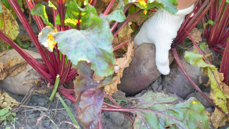 Kürzlich geerntete grüne Rote-Bete-Wurzeln Plantage im Gemüsegarten