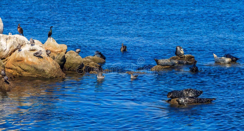 Küstenlandschaft einschließlich irgendein Seehunde und Kormorane resti stockfoto Küstenlandschaft einschließlich irgendein Seehunde und Kormorane resti stockfoto