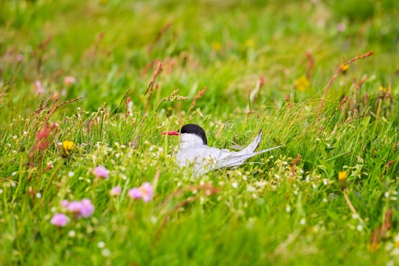 Küstenseeschwalbe auf dem Nest in der blühenden Wiese von Island, alias von Seeschwalbe lizenzfreie stockfotos Küstenseeschwalbe auf dem Nest in der blühenden Wiese von Island, alias von Seeschwalbe lizenzfreie stockfotos
