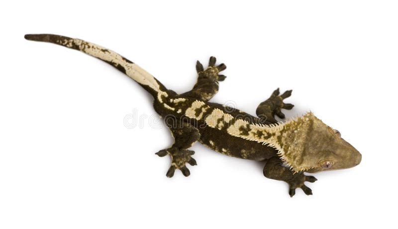 High angle view of New Caledonian Crested Gecko, Rhacodactylus ciliatus, against white background. High angle view of New Caledonian Crested Gecko, Rhacodactylus ciliatus, against white background