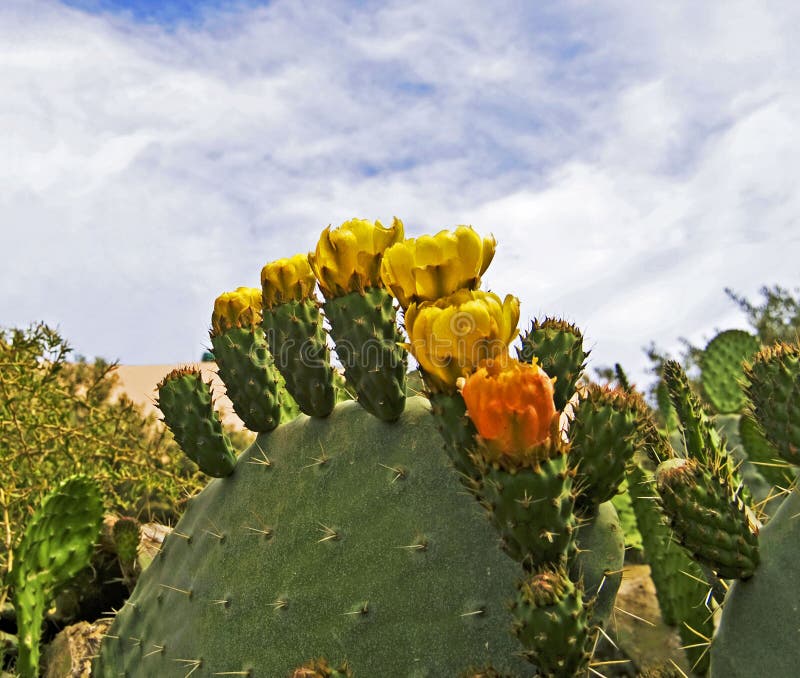 Kłująca kwitnąca kaktusowa bonkreta