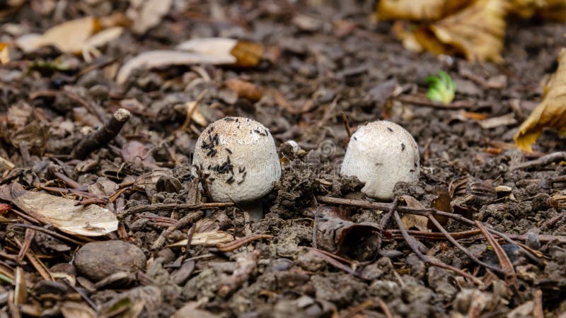 4k时间延后蘑菇生长在林地发芽.