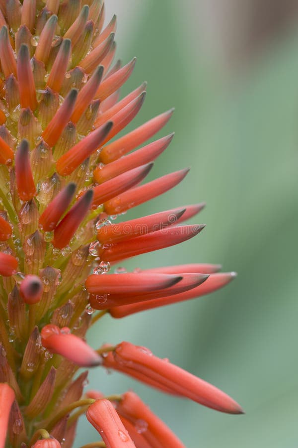 Lágrima De Flores De Agave Con Flores Y Capuchas De Color Naranja Rojizo Imagen de archivo - Imagen de suculento, vibrante: 168449175 Lágrima De Flores De Agave Con Flores Y Capuchas De Color Naranja Rojizo Imagen de archivo - Imagen de suculento, vibrante: 168449175