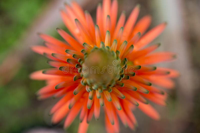 Lágrima De Flores De Agave Con Flores Y Capuchas De Color Naranja Rojizo Imagen de archivo - Imagen de diego, paisaje: 168449437 Lágrima De Flores De Agave Con Flores Y Capuchas De Color Naranja Rojizo Imagen de archivo - Imagen de diego, paisaje: 168449437