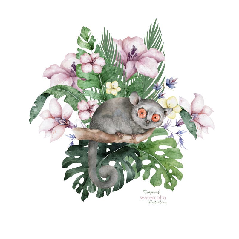 Lemur De Raton De Bebe Dibujado A Mano Lindo Color De Agua Caricatura Lemur En Arbol Con Hojas De Selva En Fondo Blanco Stock De Ilustracion Ilustracion De Endemico Lingote Lemur De Raton De Bebe Dibujado A Mano Lindo Color De Agua Caricatura Lemur En Arbol Con Hojas De Selva En Fondo Blanco Stock De Ilustracion Ilustracion De Endemico Lingote