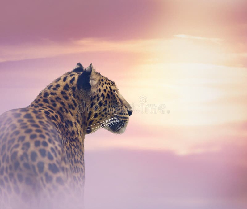Image Toiles Leopard au coucher du soleil en Afrique a05375