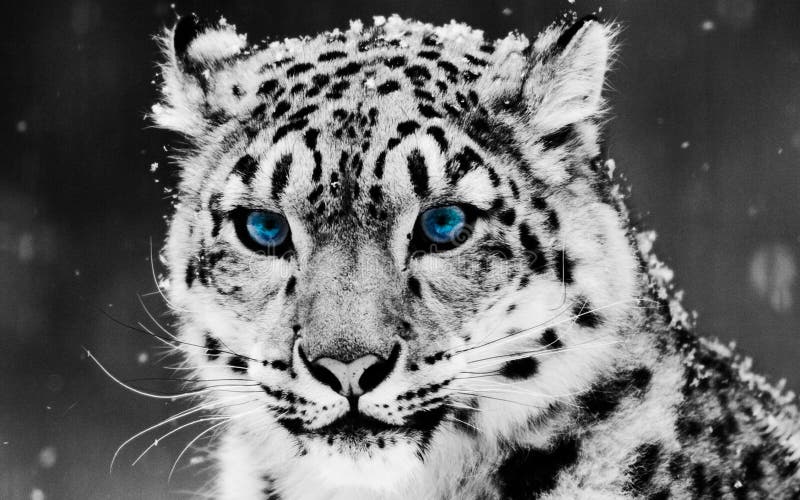Bebe De Leopard De Neige Photo Stock Image Du Chat Endangered 9052