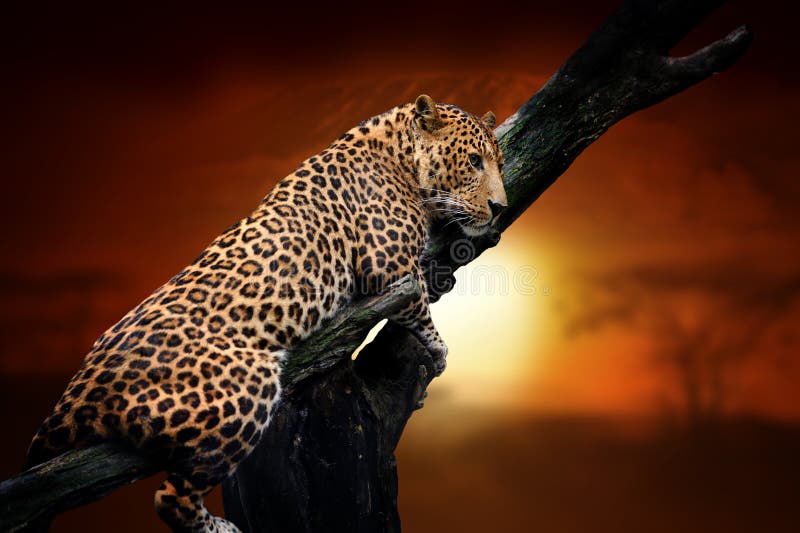Image Toiles Leopard au coucher du soleil en Afrique a05375