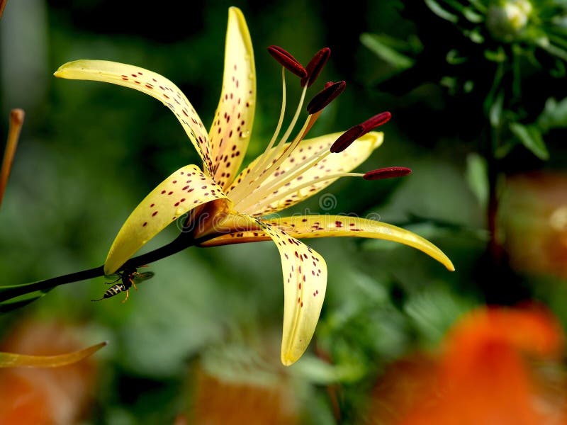 Lírio Amarelo Brilhante No Jardim Imagem de Stock - Imagem de vermelho,  folha: 240049475