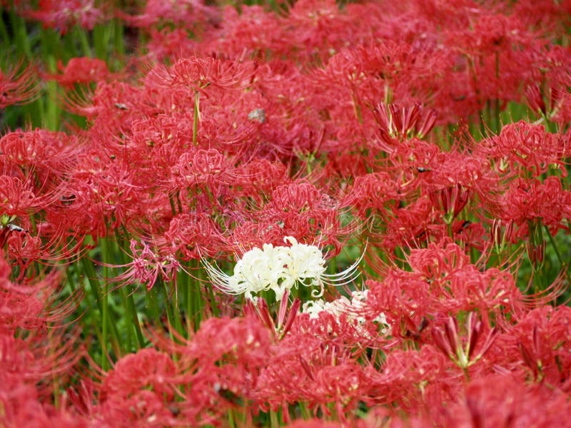 Lírio Da Aranha Vermelha Em Japão Imagem de Stock - Imagem de planta, flor:  141962459