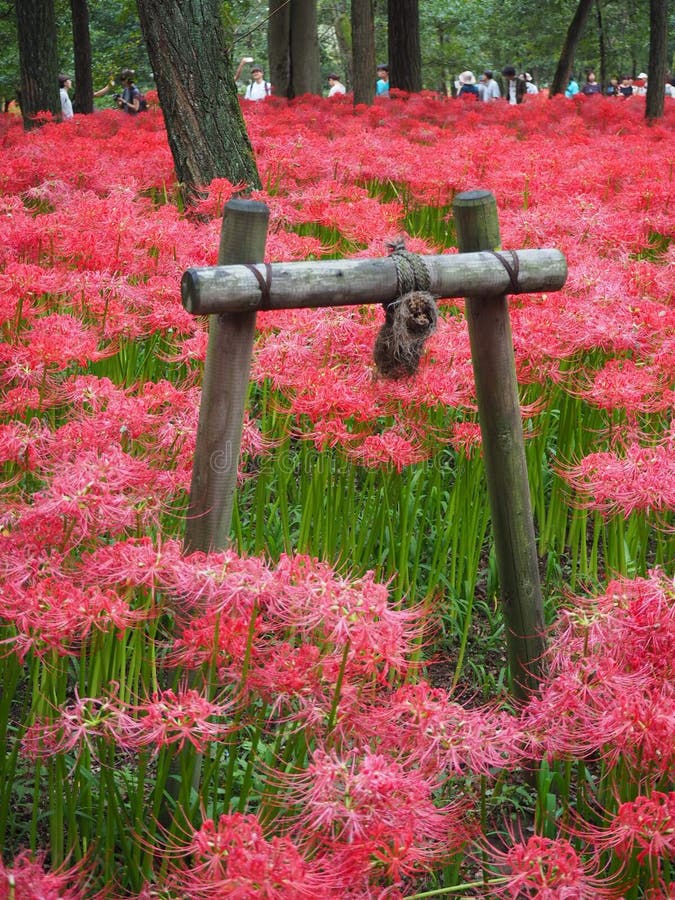 Lírio Da Aranha Vermelha Em Japão Imagem de Stock - Imagem de amarillo,  campo: 141965985