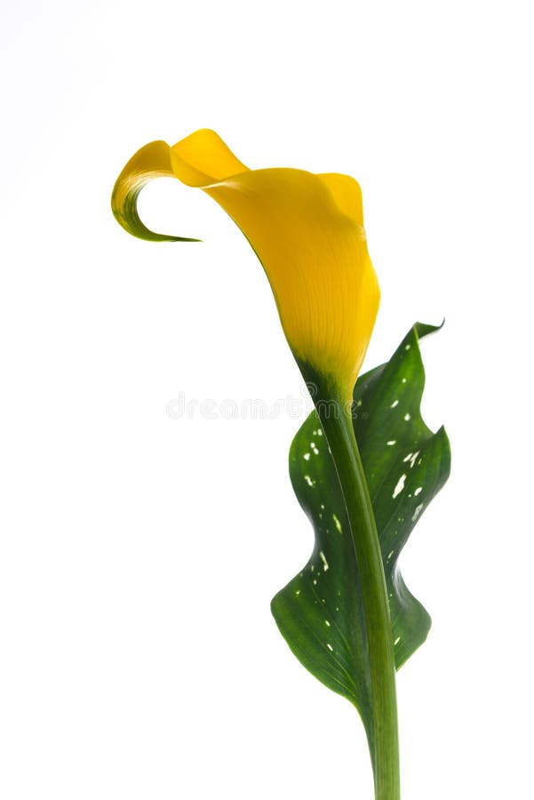 Lírio de calla amarelo imagem de stock. Imagem de flora - 70560767