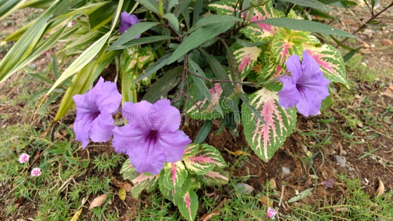 Lírio De Impala Roxo Com As Plantas Da Flor Do Pothos Dourado Foto de Stock  - Imagem de terra, dourado: 83691380