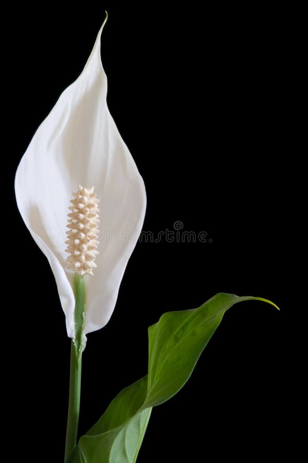 Lírio de paz foto de stock. Imagem de planta, flor, tranquilo - 4715136