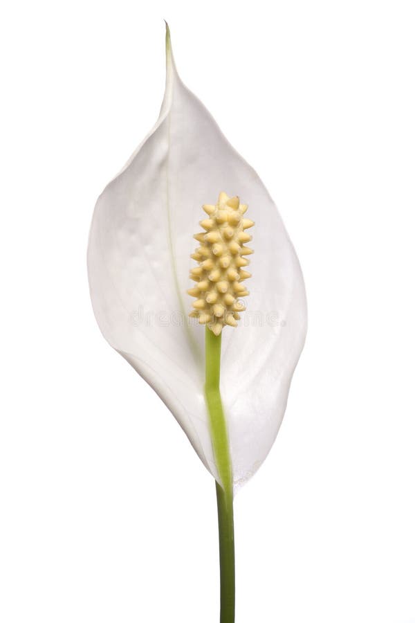 Lírio De Paz, Spathiphyllum Foto de Stock - Imagem de bonito, branco:  10250814